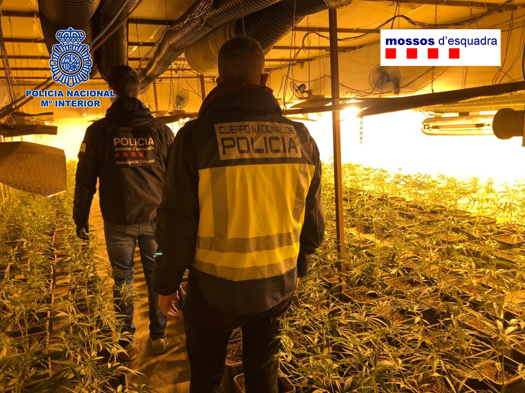 Un policia nacional i un agent dels Mossos d'Escaira en la plantació de marihuana